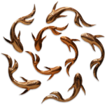 KOI FISH